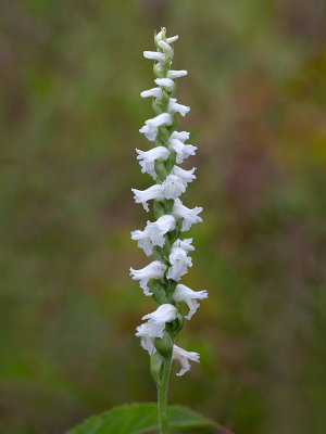 Nodding Ladies'-tresses Orchid