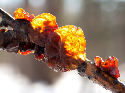 Amber Jelly Roll Fungus