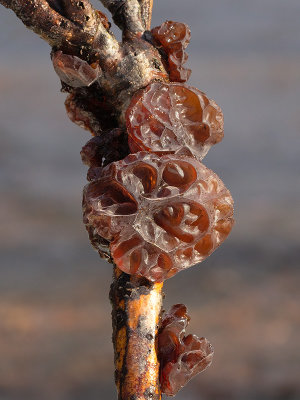 Amber Jelly Roll Fungus