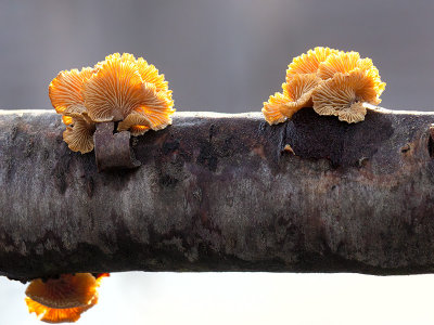 Luminescent Panellus Mushroom