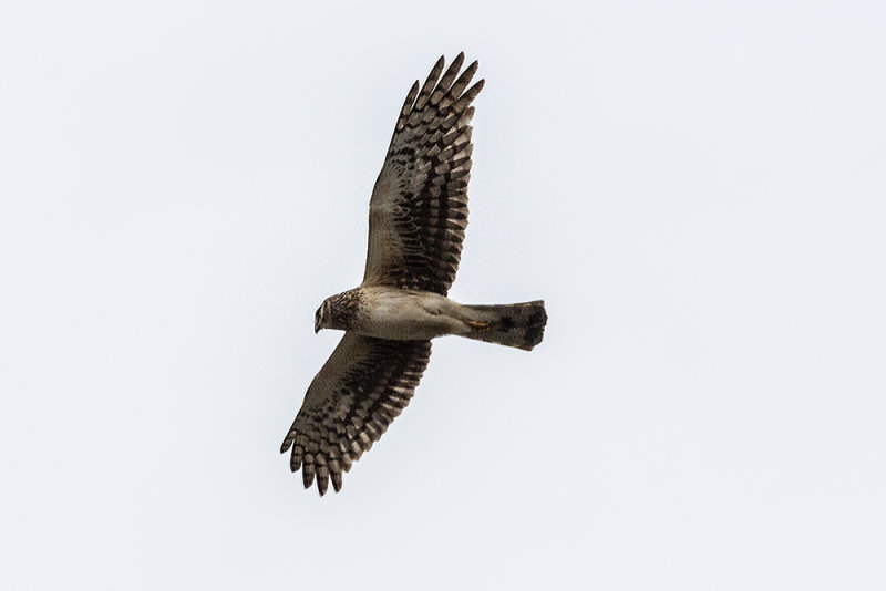 Northern Harrier