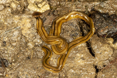Hammerhead Worm (Bipalium kewense)  