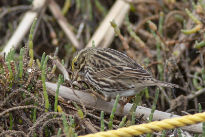 Savannah Sparrow