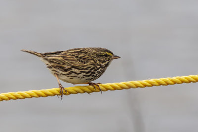 Savannah Sparrow