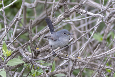 Blue-gray Gnatcatcher