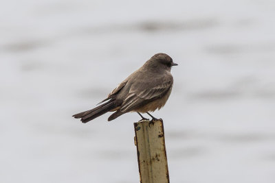 Say's Phoebe