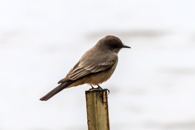 Say's Phoebe