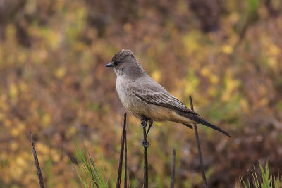 Say's Phoebe