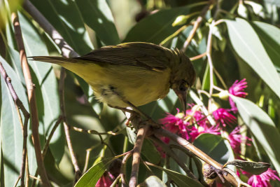 Orange-crowned Warbler