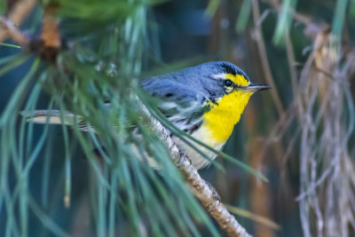 Grace's Warbler