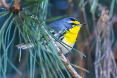 Grace's Warbler