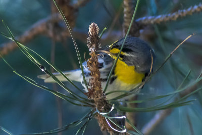 Grace's Warbler