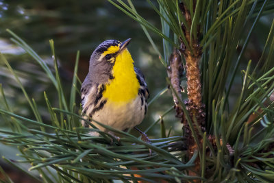 Grace's Warbler