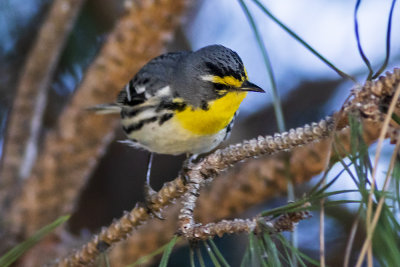 Grace's Warbler