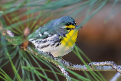 Grace's Warbler