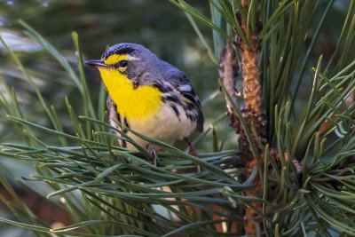 Grace's Warbler