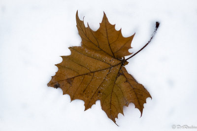 Sycamore Leaf in Winter