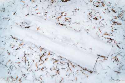 Snow Covered Logs and Willow Leaves