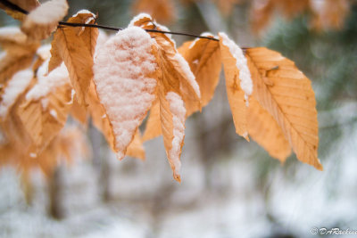 Beech Leaves in Snow