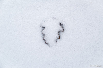Oak Leaf In Snow