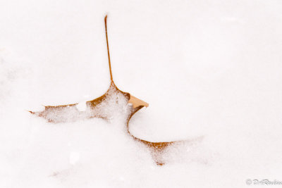 Oak Leaf in Snow