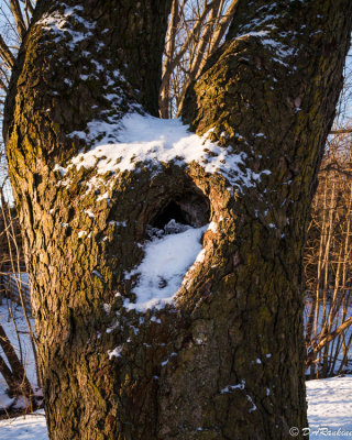 The Hole in the Tree