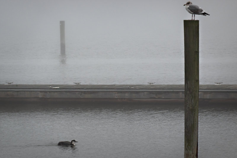 winter at the marina