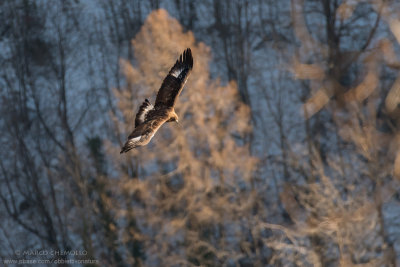 Golden eagle - Aquila reale (Aquila chrysaetos)