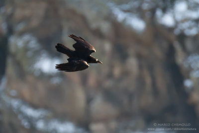 Raven - Corvo imperiale (Corvus corax)