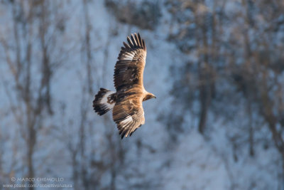 Golden eagle - Aquila reale (Aquila chrysaetos)