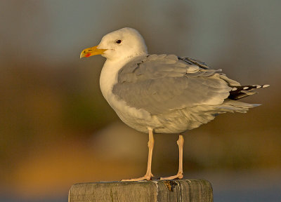 Pontische Meeuw 73