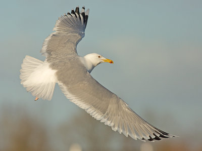 Pontische Meeuw 74