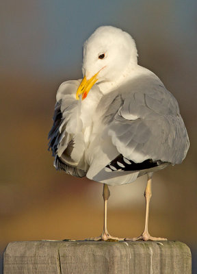 Pontische Meeuw 76