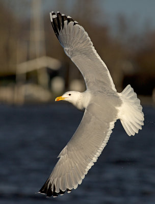 Pontische Meeuw 77