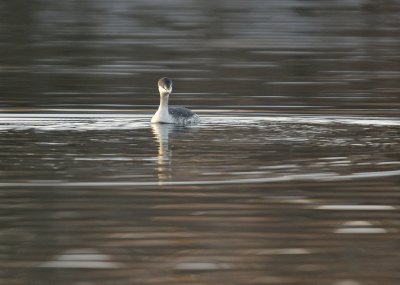 Horned Grebe