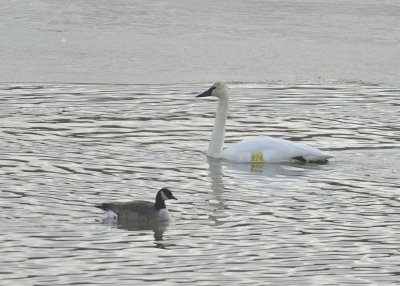 Trumpeter Swan (R24)