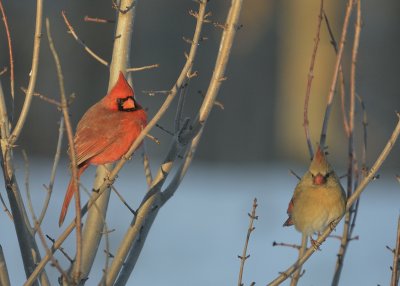 Northern Cardinals