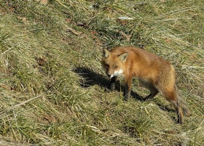 Red Fox