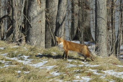 Red Fox