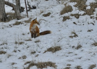 Mr. Red Fox