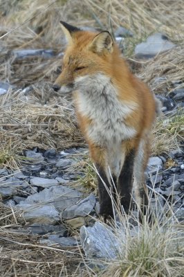 Our Resident Red Fox