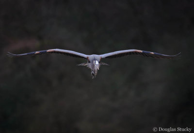 Head on heron.