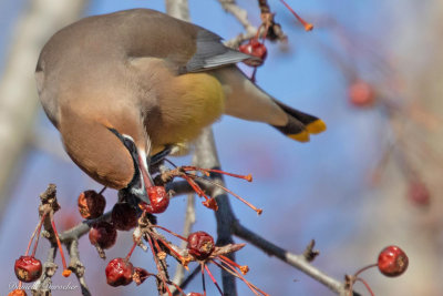 Cedar Waxwing