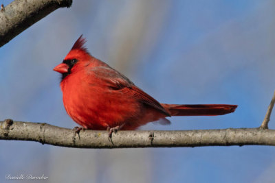 Northern Cardinal