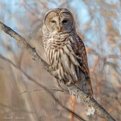 Barred Owl