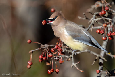 Cedar Waxwing