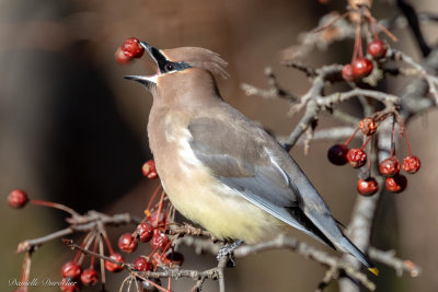 Cedar Waxwing