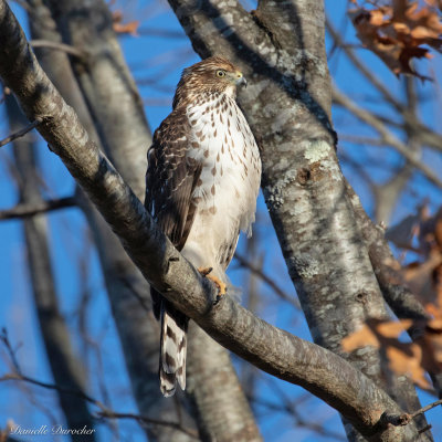 Coopers Hawk