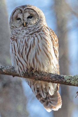 Barred Owl