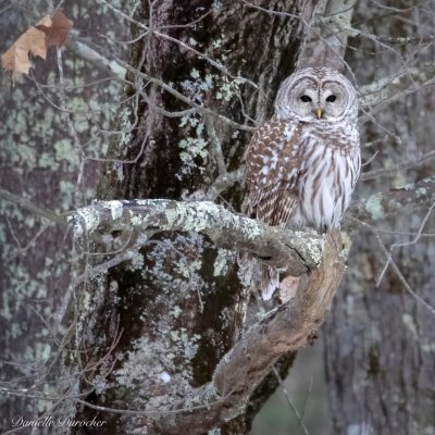 Barred Owl